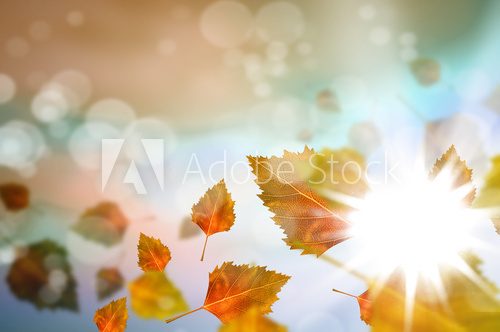Autumn leaves  Obrazy do Salonu Obraz