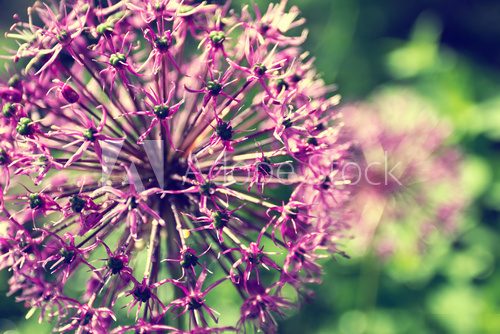 Blooming onion in a garden close up  Obrazy do Sypialni Obraz
