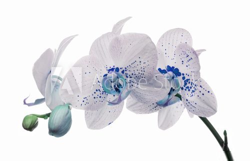 orchid flowers with large and small blue spots  Obrazy do Sypialni Obraz