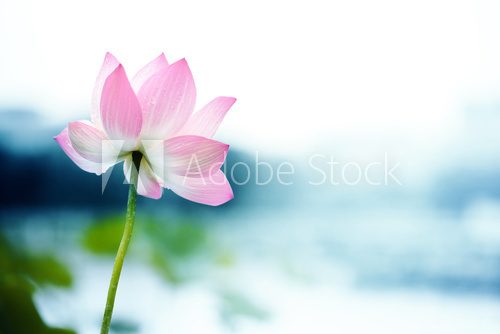 blooming lotus flower  Obrazy do Sypialni Obraz