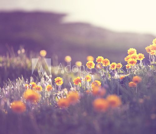Sunny meadow  Obrazy do Sypialni Obraz