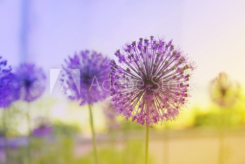 Flowering Onion  Obrazy do Sypialni Obraz