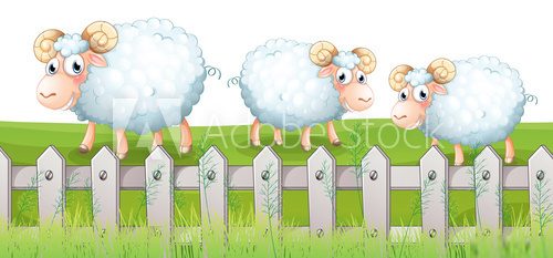 Three sheeps  Obrazy do Pokoju Dziecka Obraz