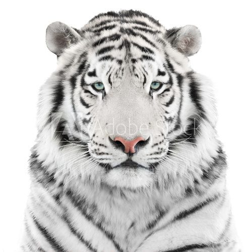 Isolated white tiger  Zwierzęta Obraz