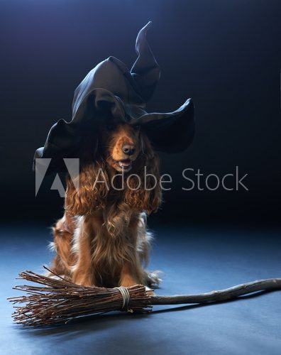 dog sitting in a witches hat  Zwierzęta Obraz