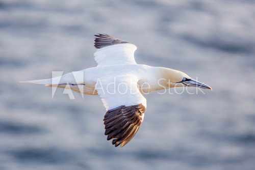 Northern gannet in flight, Cape St. Mary 's, Newfoundland  Zwierzęta Obraz
