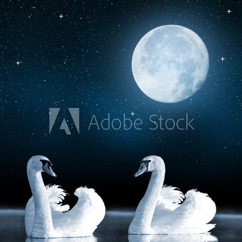 Swans on the lake in the night sky.  Zwierzęta Obraz