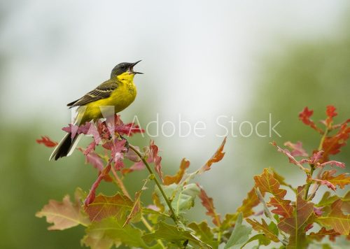 Yellow Wagtail singing on tree branch  Zwierzęta Obraz