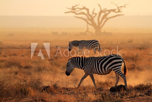 Plains zebras in dust, Amboseli National Park  Krajobraz Fototapeta