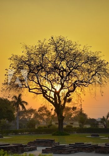 sunset tree  Krajobraz Fototapeta