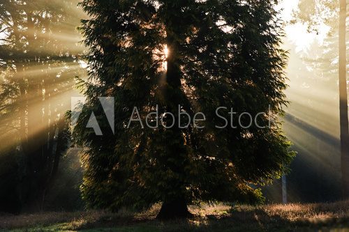 Inspirational dawn sun burst through trees in forest Autumn Fall  Krajobraz Fototapeta