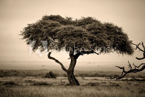 Lone acacia tree with gazelles in sepia  Krajobraz Fototapeta