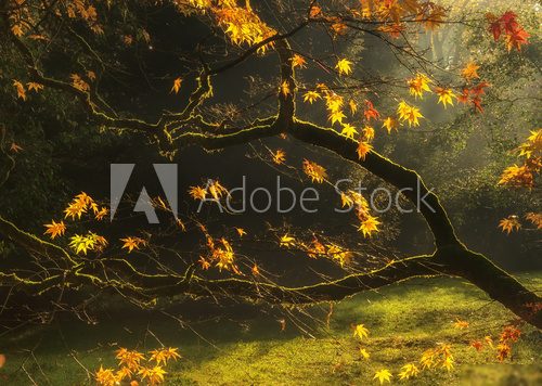 Beautiful golden Autumn leaves with bright backlighting from sun  Krajobraz Fototapeta