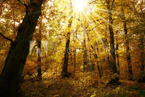 Jesienna leśna zaduma Krajobraz Fototapeta