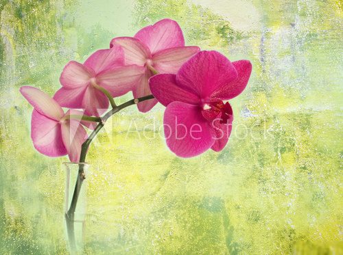 pink orchid branch against green corroded background  Orientalne Fototapeta