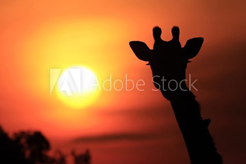 Giraffe Sunset Silhouette on the Masai Mara in Africa  Afryka Fototapeta
