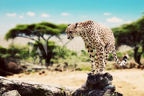 A cheetah about to attack. Safari in Serengeti, Tanzania, Africa  Afryka Fototapeta