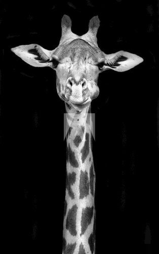 Żyrafa w monochromatycznej odsłonie Afryka Fototapeta