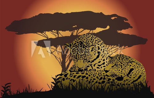 Two leopards  Afryka Fototapeta
