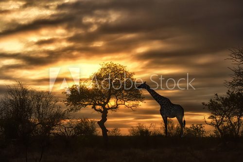 african giraffe walking in sunset  Zachód Słońca Fototapeta