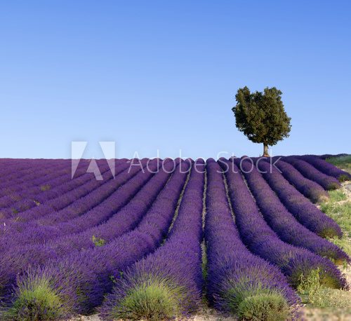 Provence  Prowansja Fototapeta