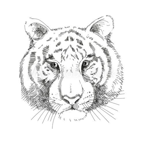 Tiger Face, Vector  Drawn Sketch Fototapeta