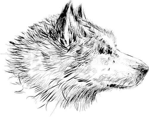 head of a dog  Drawn Sketch Fototapeta