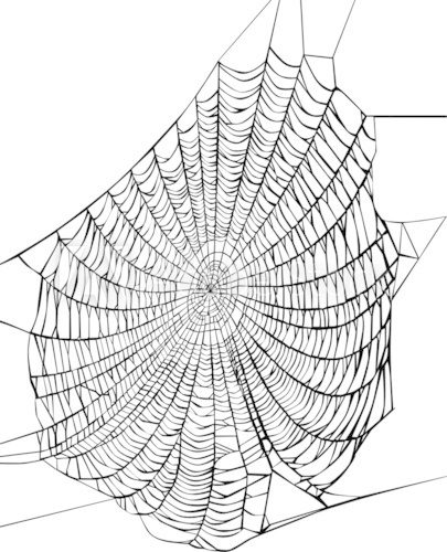 black spider web on white  Drawn Sketch Fototapeta