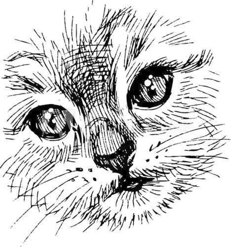 snout kitten  Drawn Sketch Fototapeta