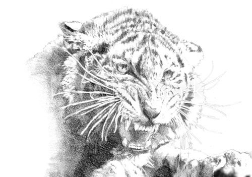 tiger power art illustration  Drawn Sketch Fototapeta