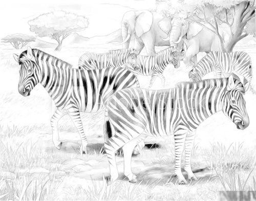 Safari - zebras - coloring page  Drawn Sketch Fototapeta