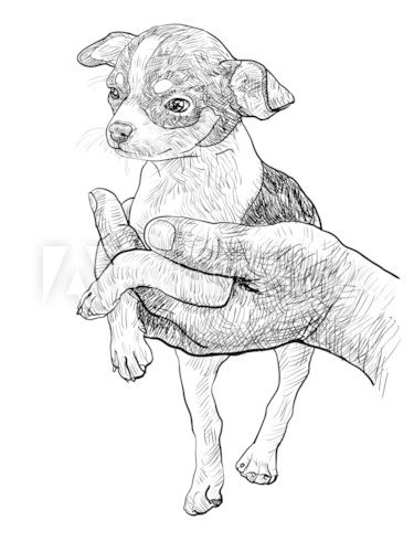 Chihuahua in palm  Drawn Sketch Fototapeta