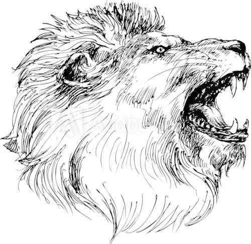lion head hand drawn  Drawn Sketch Fototapeta