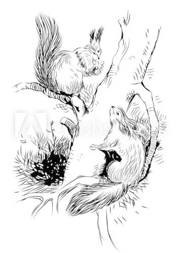 Vector image of squirrels on tree  Drawn Sketch Fototapeta