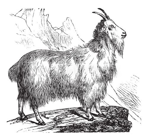 Wild Goat vintage engraving  Drawn Sketch Fototapeta