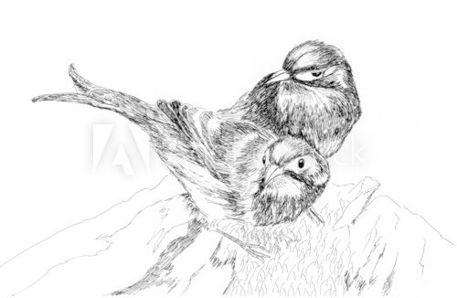 illustration two birds  Drawn Sketch Fototapeta