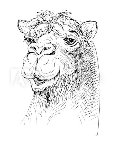 artwork camel, sketch black and white drawing  Drawn Sketch Fototapeta