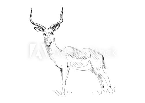 Hand drawing antelope. Vector illustration  Drawn Sketch Fototapeta