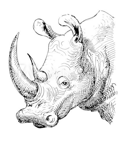artwork rhinoceros, sketch black and white drawing  Drawn Sketch Fototapeta