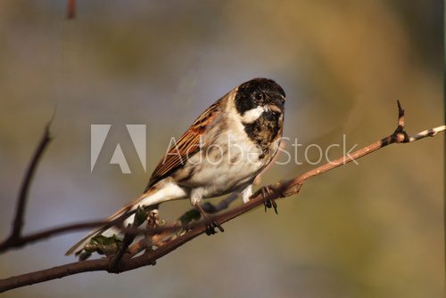 Close up of a reed bunting perched on a twig  Zwierzęta Fototapeta