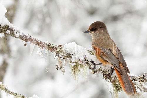 Siberian jay perched on a snowy branch  Zwierzęta Fototapeta