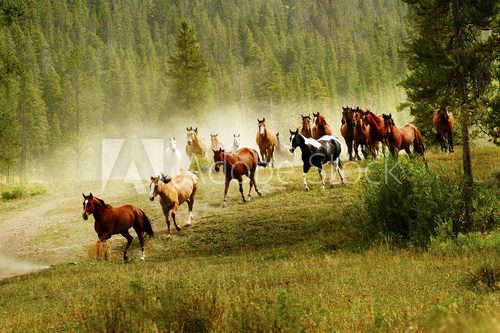 Running Horses  Zwierzęta Fototapeta