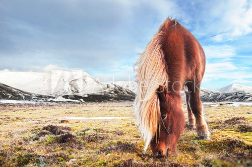 Icelandic horse  Zwierzęta Fototapeta