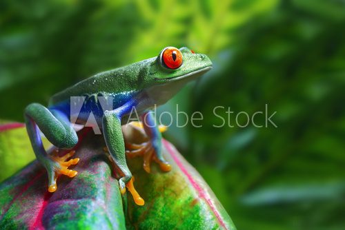 Red-Eyed Tree Frog  Zwierzęta Fototapeta