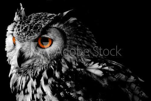 Bengali Eagle Owl (Bubo bengalensis)  Zwierzęta Fototapeta