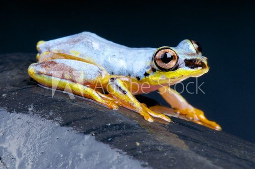 White Tree Frog / Heterixalus madagascariensis  Zwierzęta Fototapeta