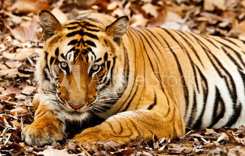 Tygrys bengalski - spojrzenie drapieżnika Zwierzęta Fototapeta