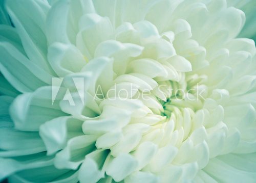 Close - up of White Chrysanthemum flower  Kwiaty Plakat
