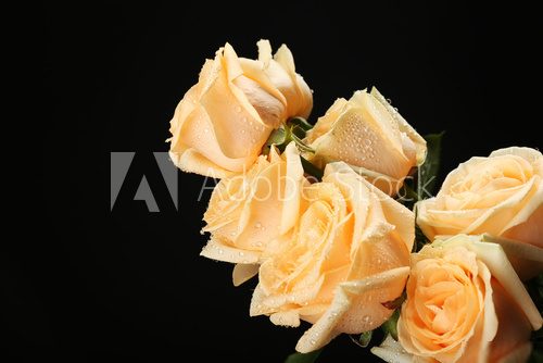 Bouquet of beautiful roses on black background  Kwiaty Plakat