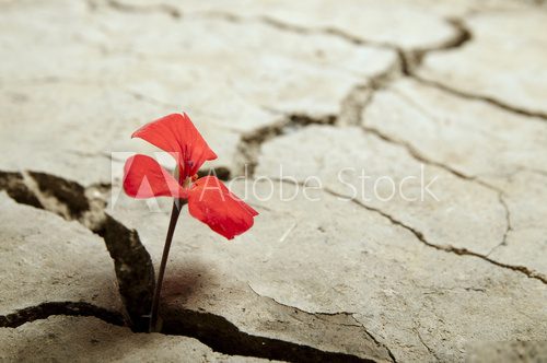 red flower growing out of cracks in the earth  Kwiaty Plakat